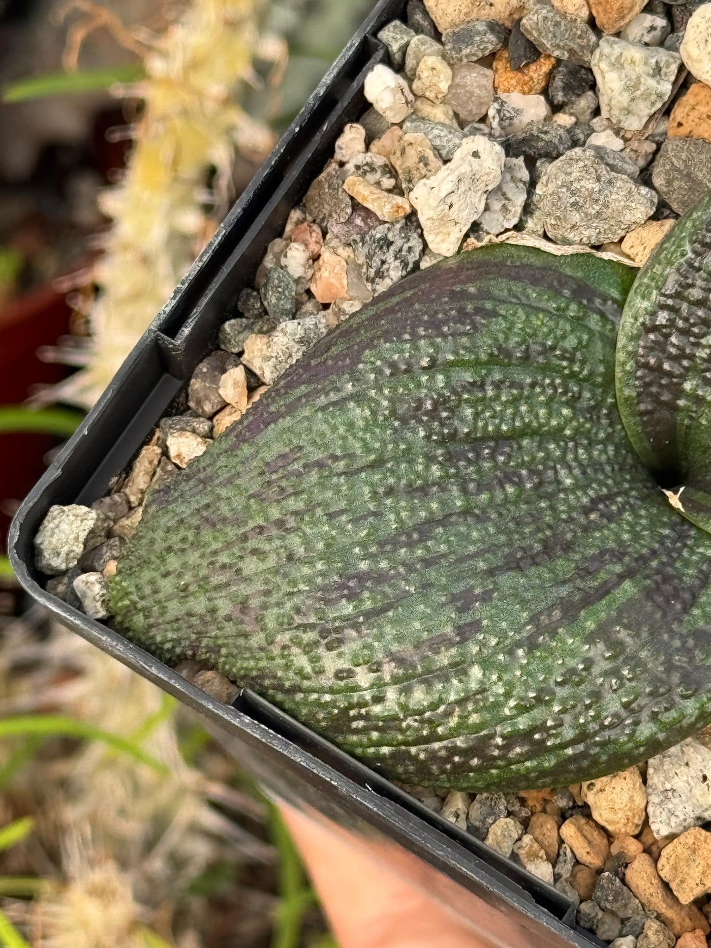 Massonia pustulata