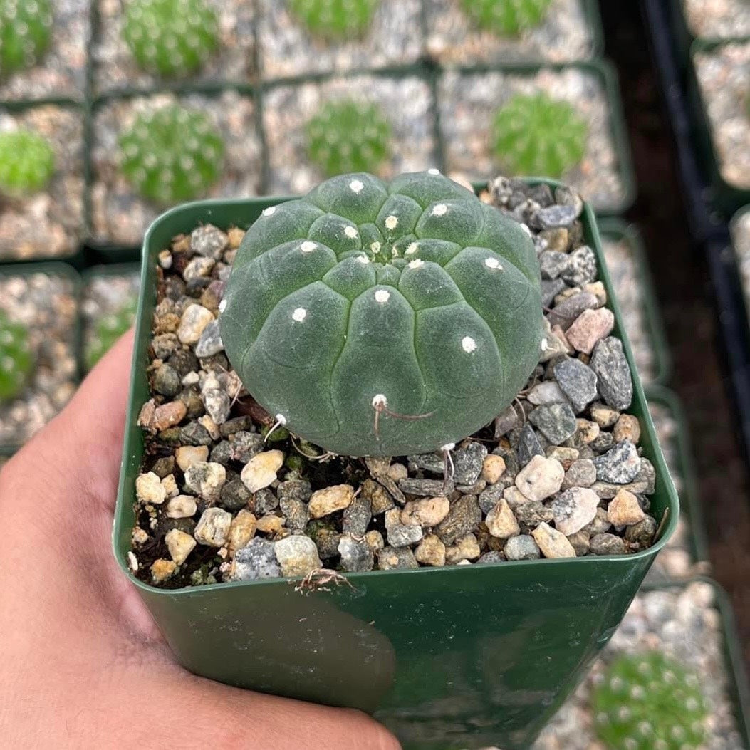 Matucana Madisoniorum