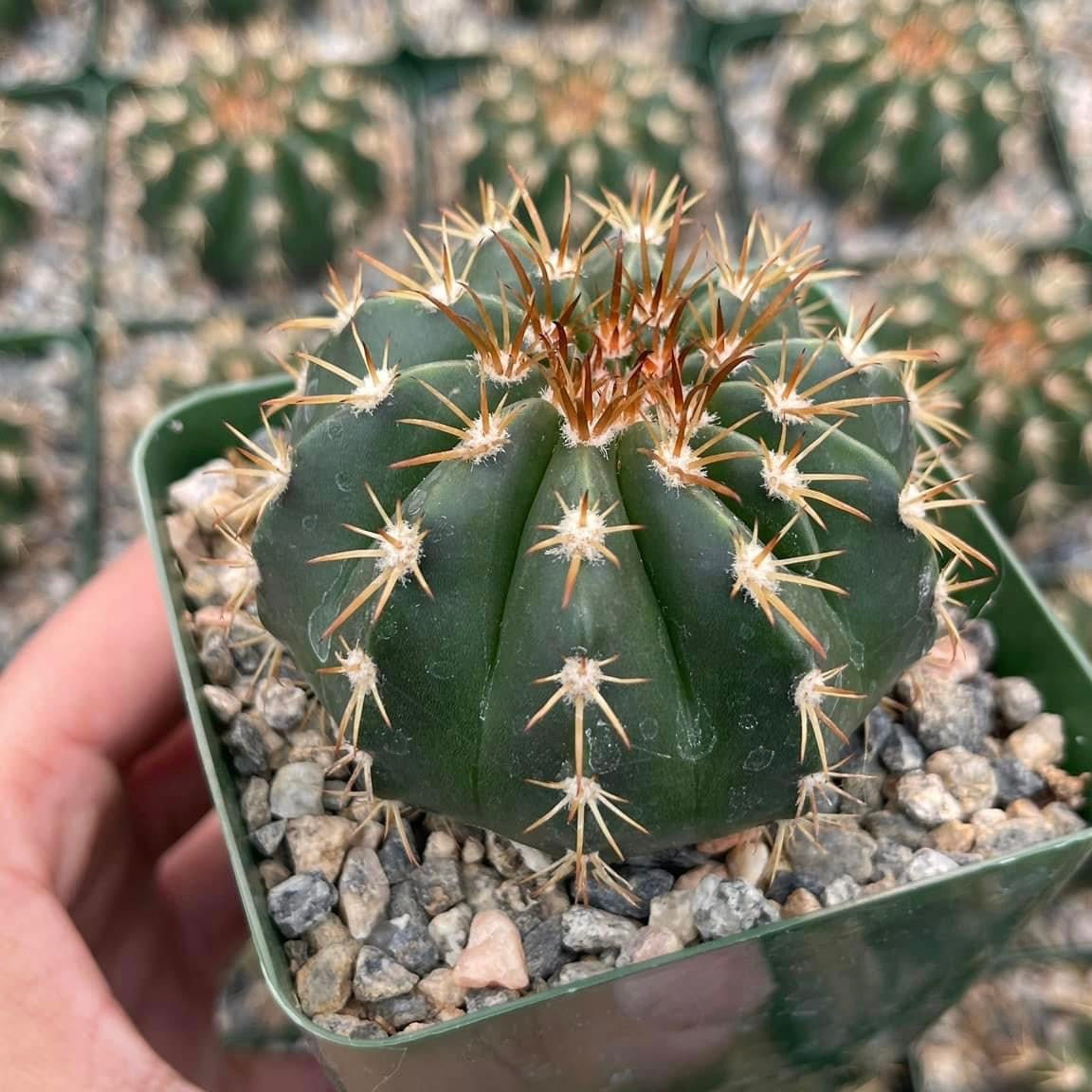 Melocactus Conoideus