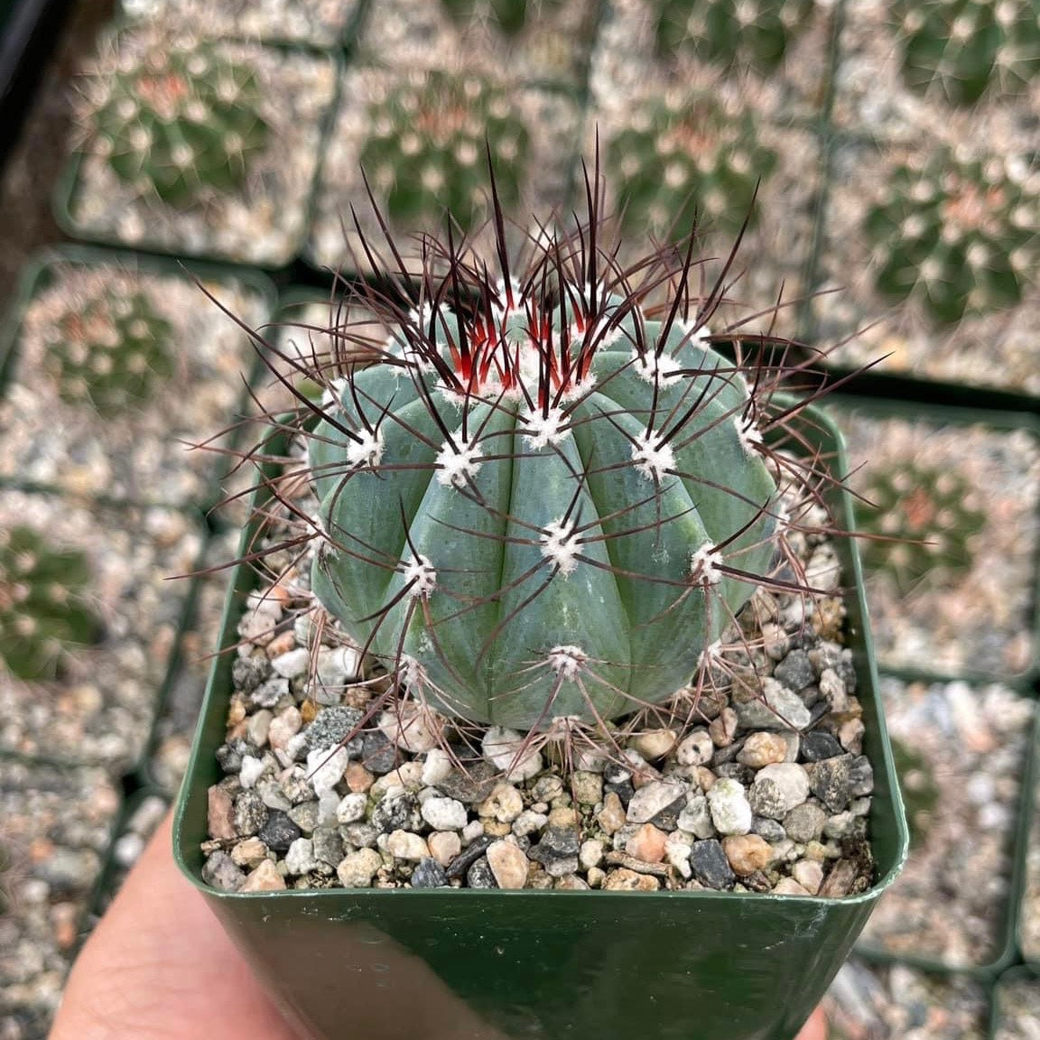 Melocactus azureus