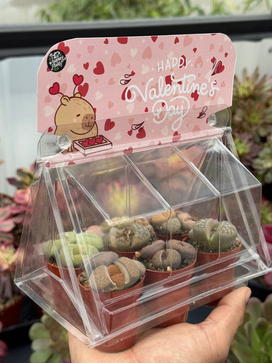 Mini invernadero edición San Valentín