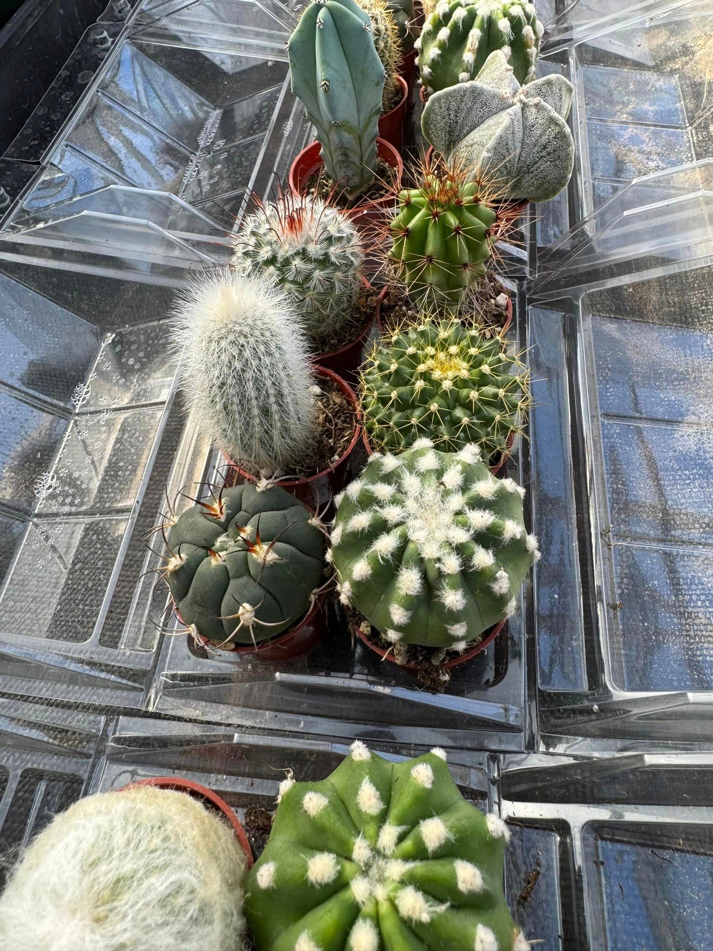 Mini invernadero six (cactus o africanas)