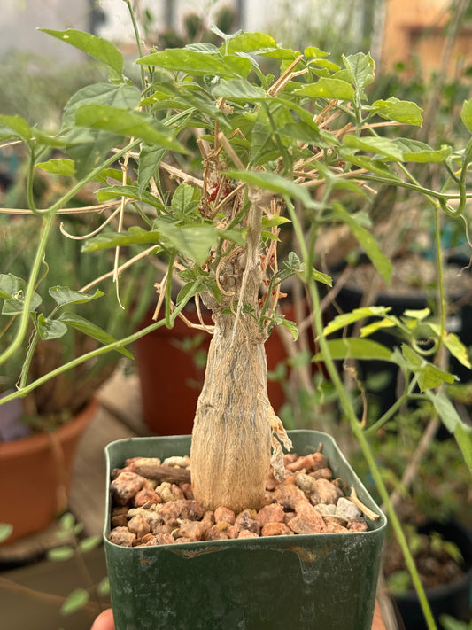 Momordica rostrata