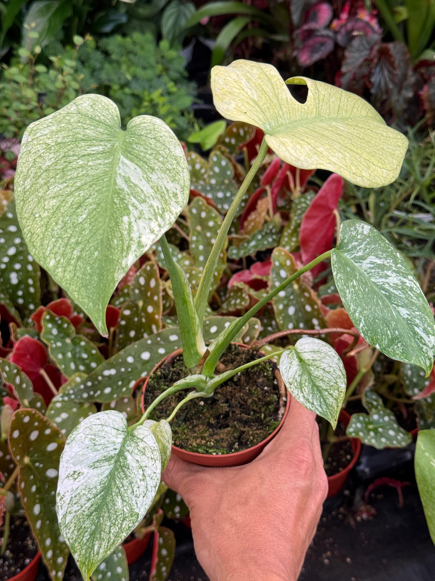 Monstera white monster