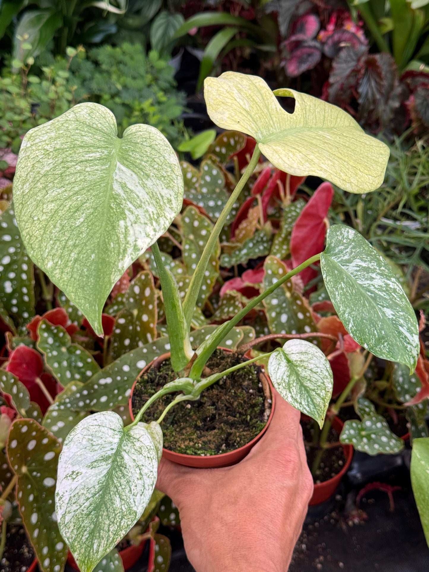Monstera white monster