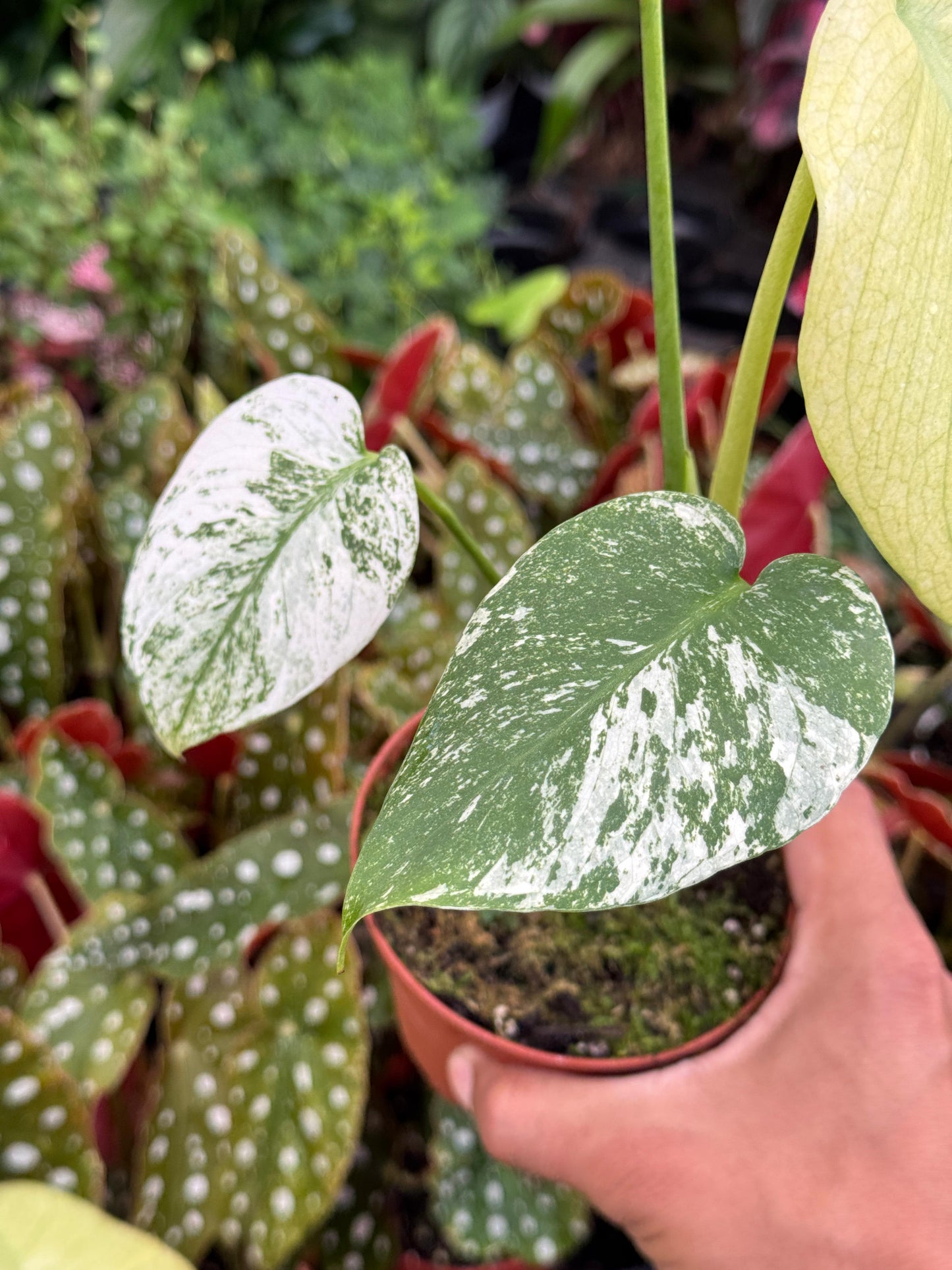 Monstera white monster