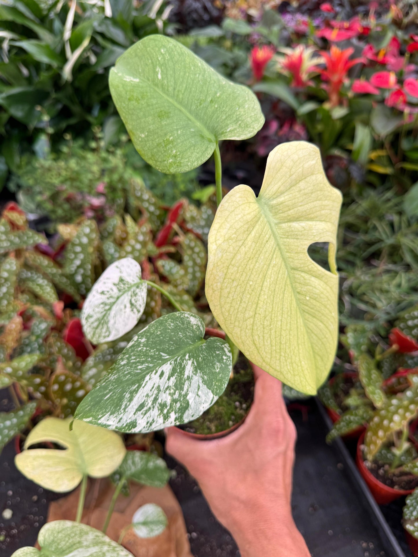 Monstera white monster