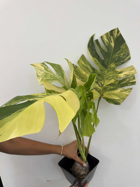 Monstera borsigiana aurea variegada (grande)