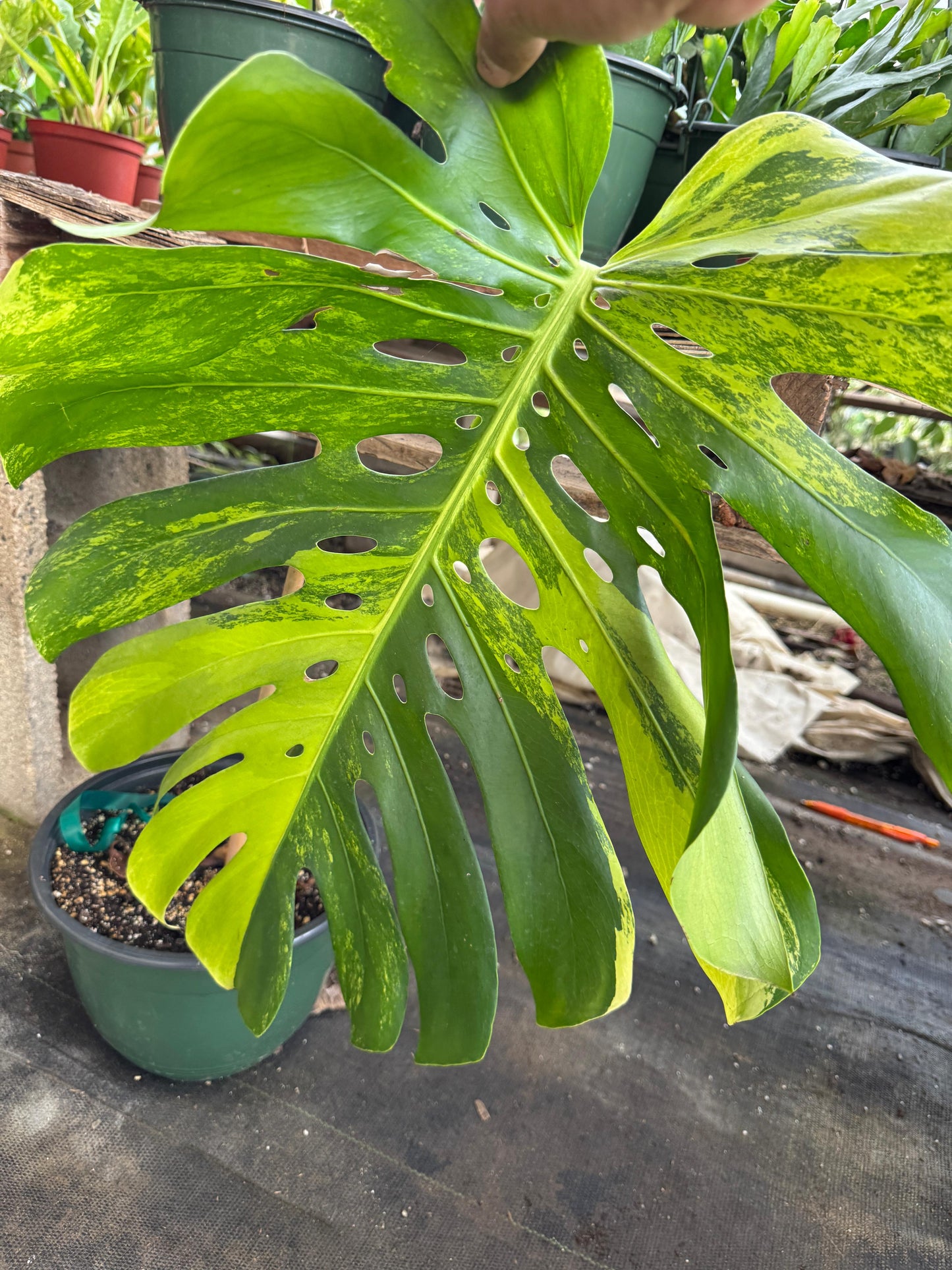 Monstera mint Variegada
