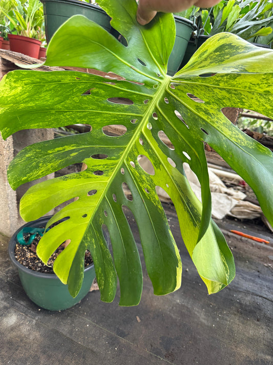 Monstera mint Variegada