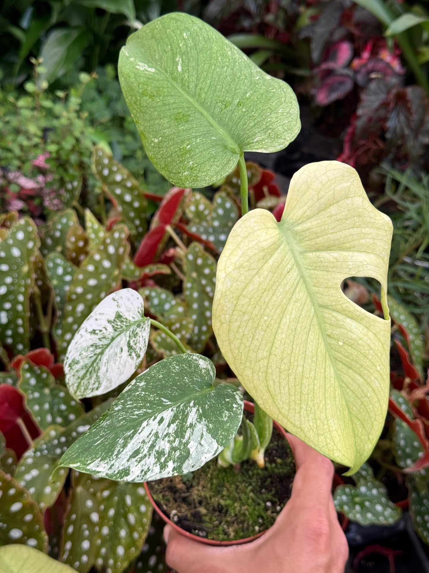 Monstera white monster