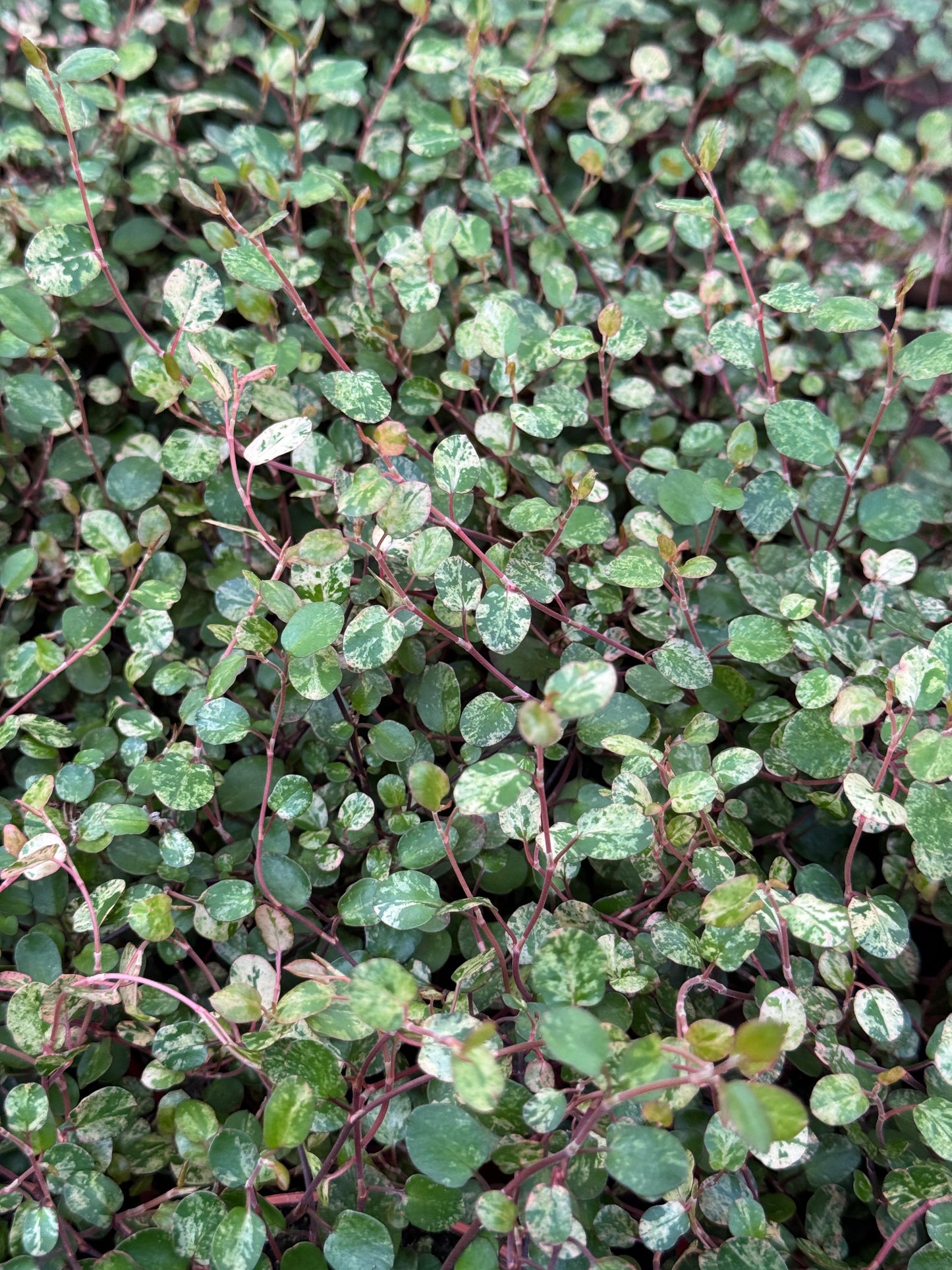 Muehlenbeckia complexa Variegada