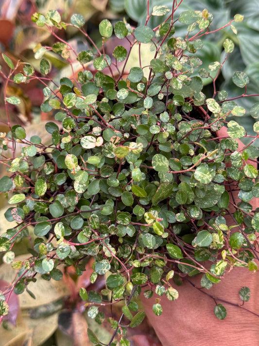 Muehlenbeckia complexa Variegada
