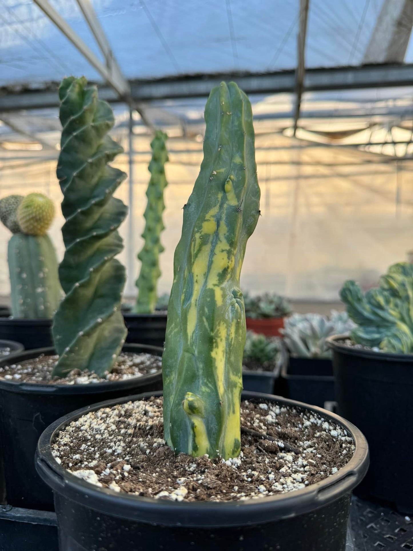 Myrtillocactus geometrizans mounstruoso variegado