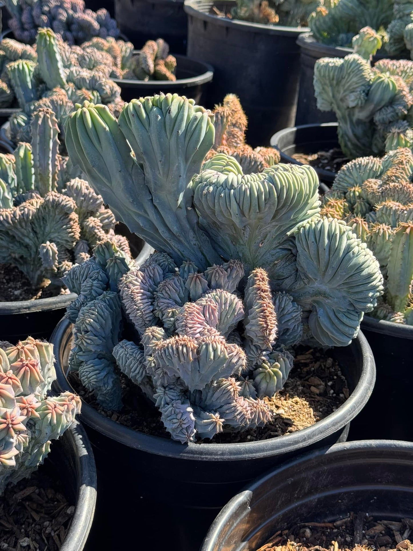 Myrtillocactus geometrizans cristata jumbo