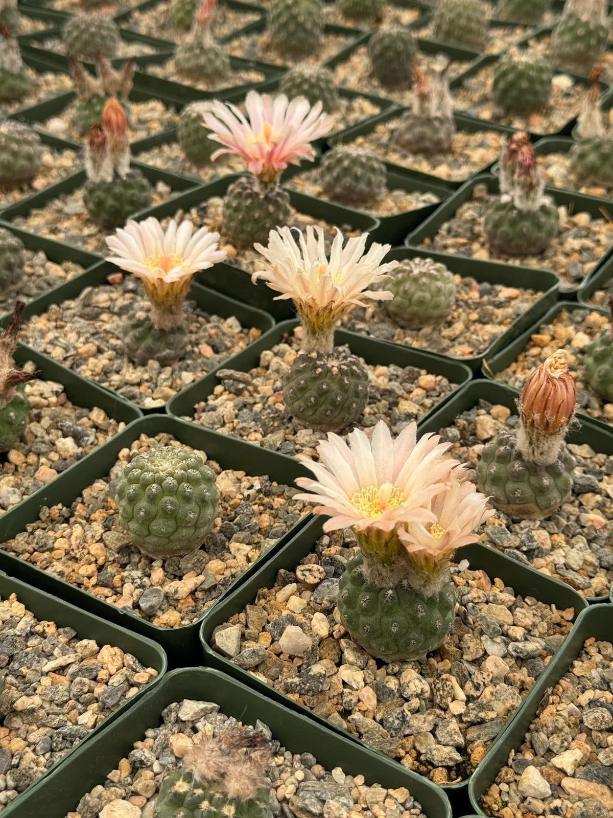 Neochilenia napina