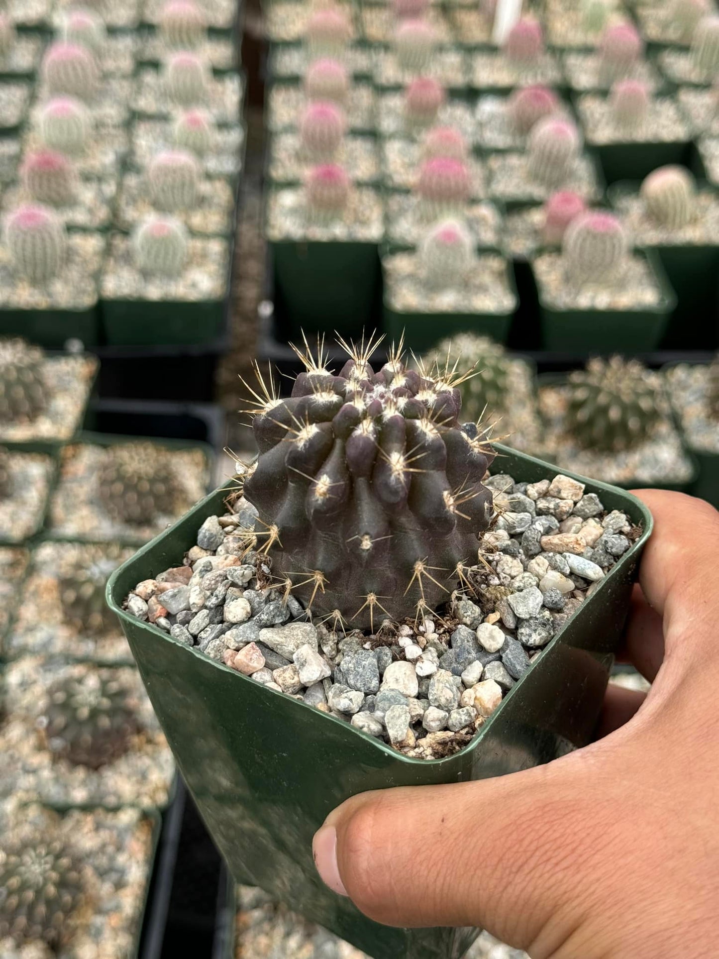 Neochilenia carrizalensis