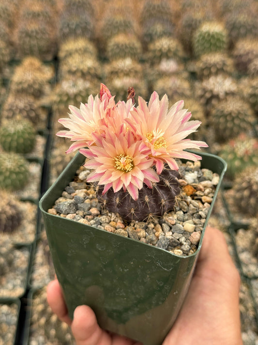 Neochilenia carrizalensis