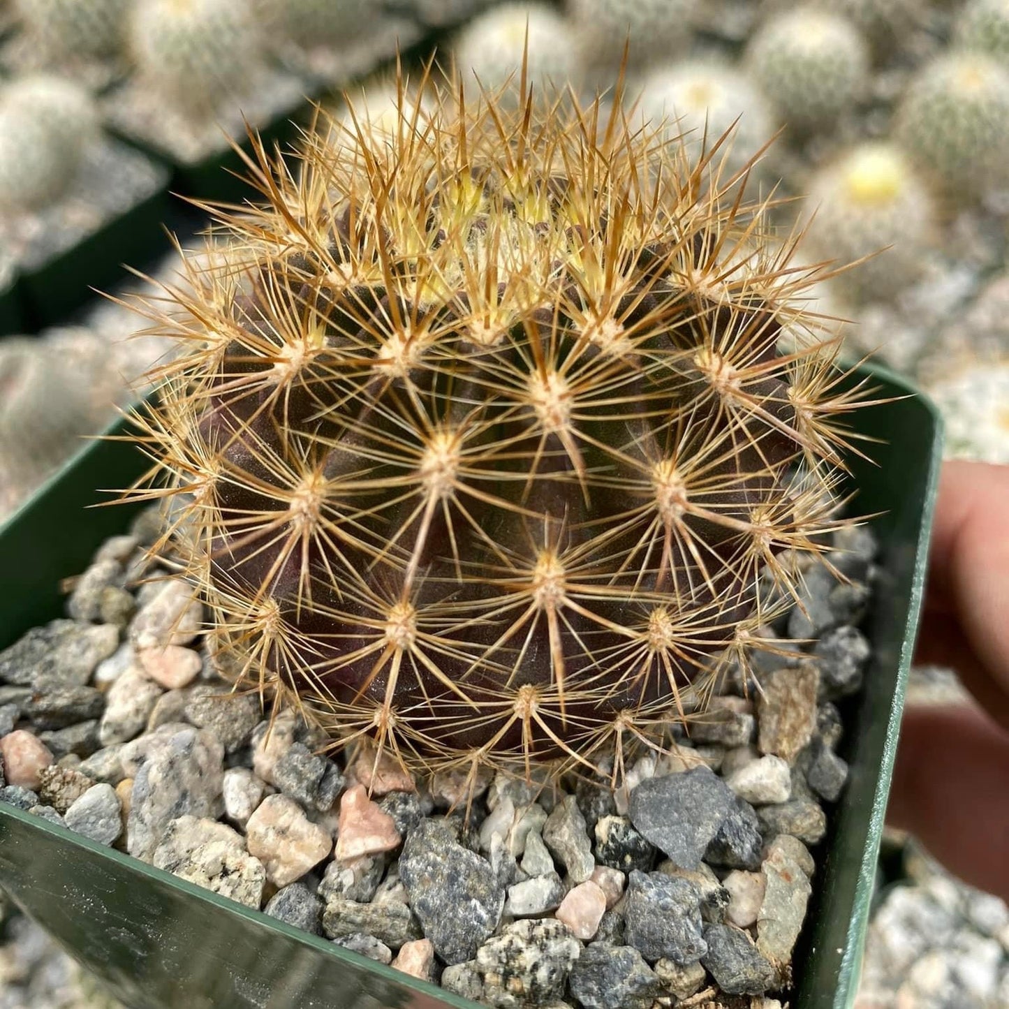 Neochilenia chilensis var. Albidiflora