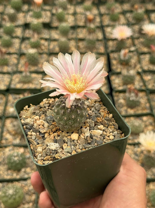 Neochilenia napina