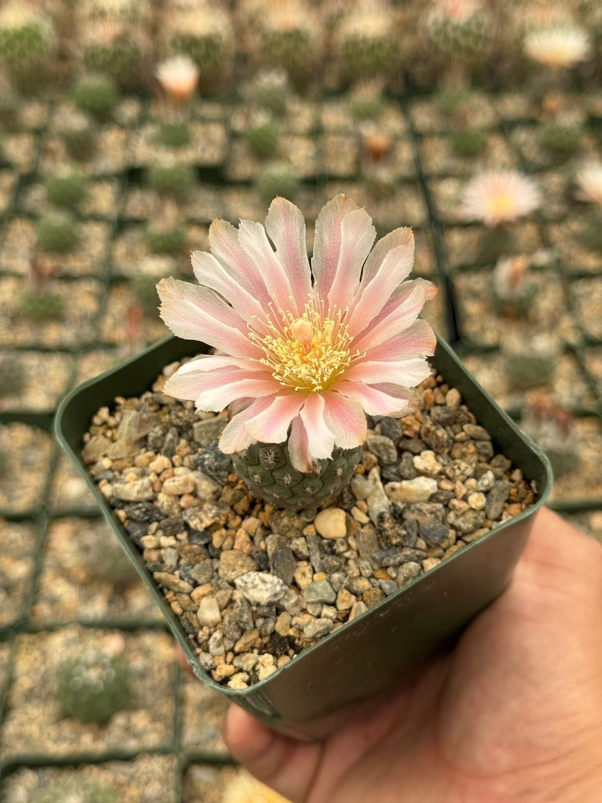 Neochilenia napina