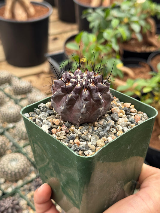 Neochilenia nigriscoparia