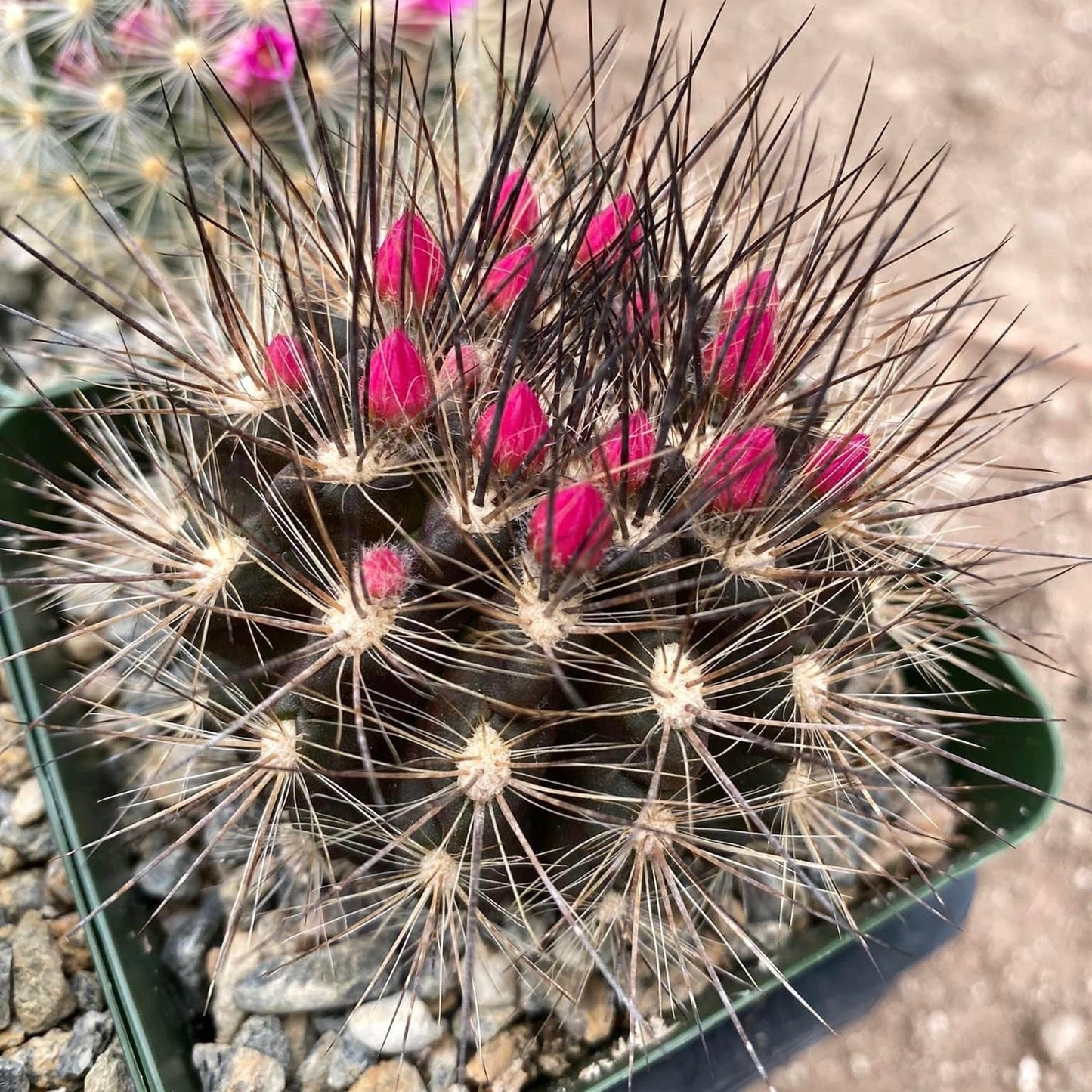 Neoporteria Villosa