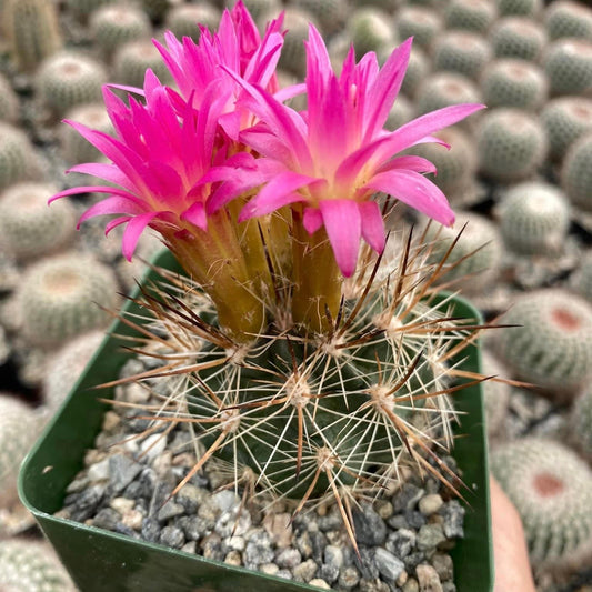 Neoporteria coimasensis