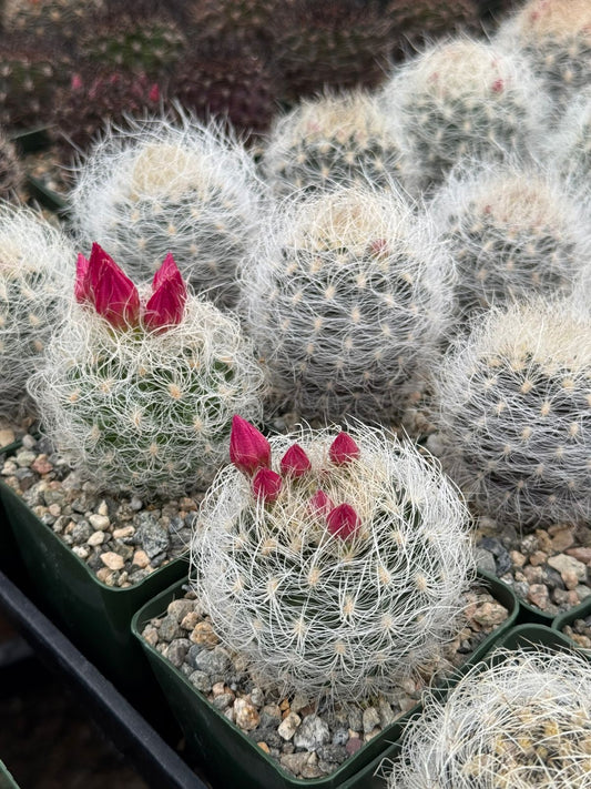 Neoporteria nidus f. Senilis
