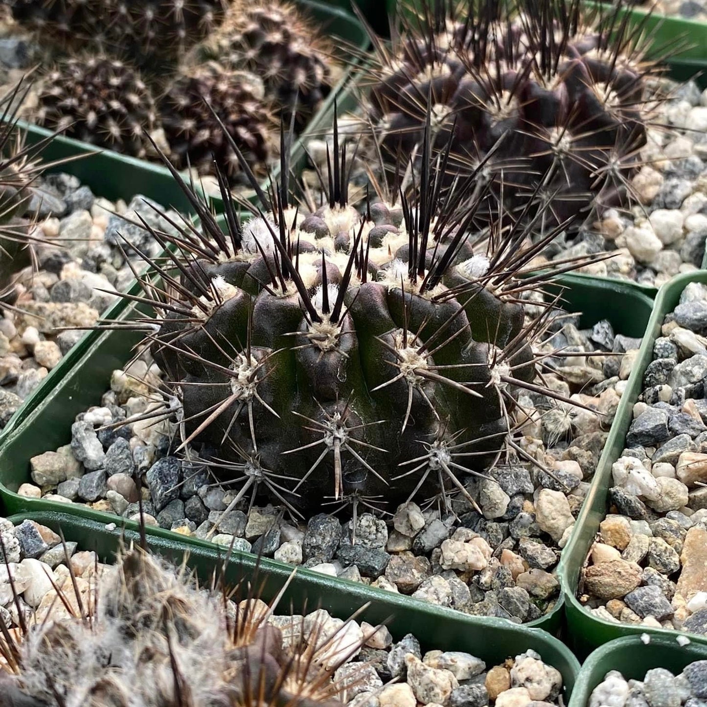 Neoporteria violaciflora