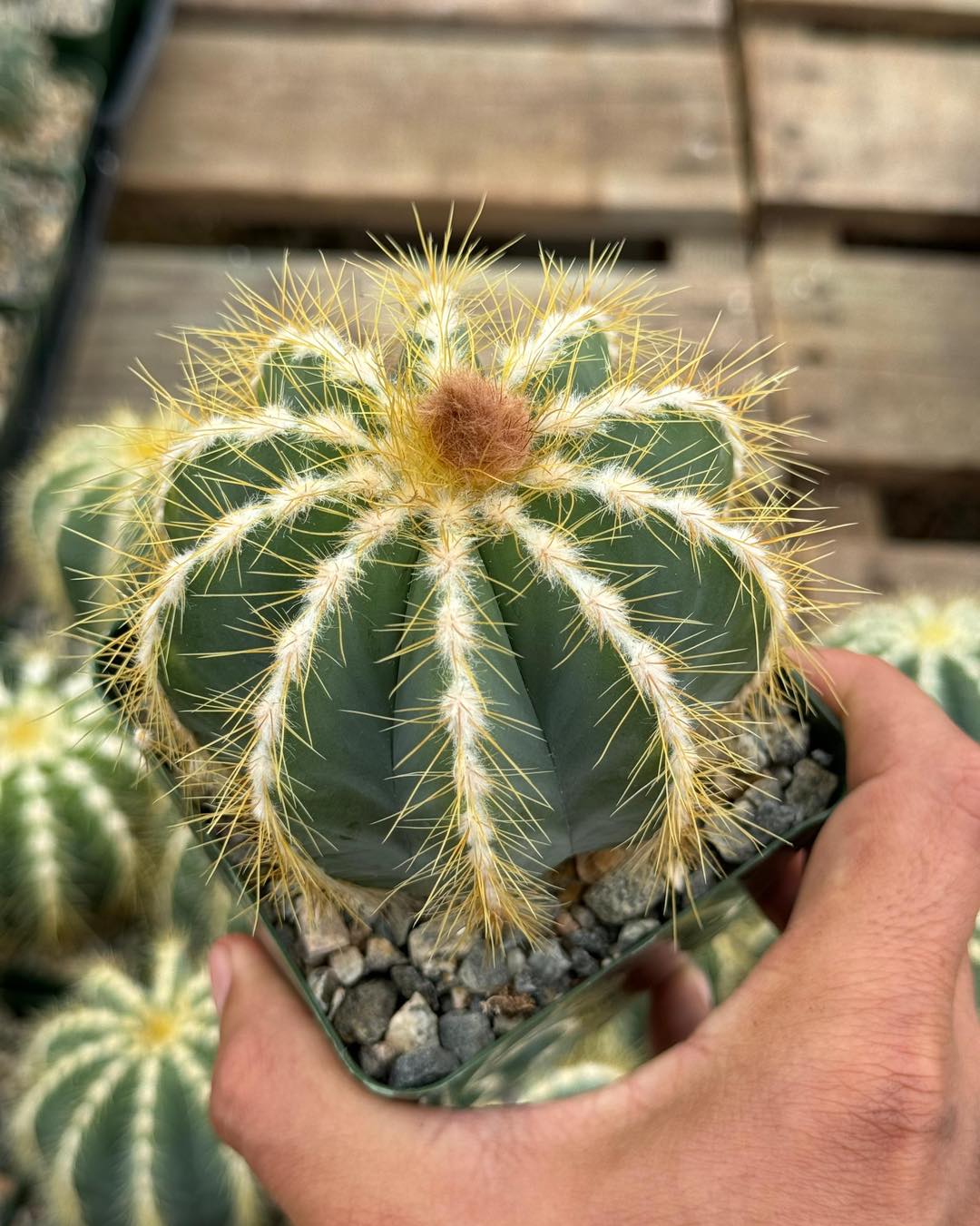 Notocactus magnificus