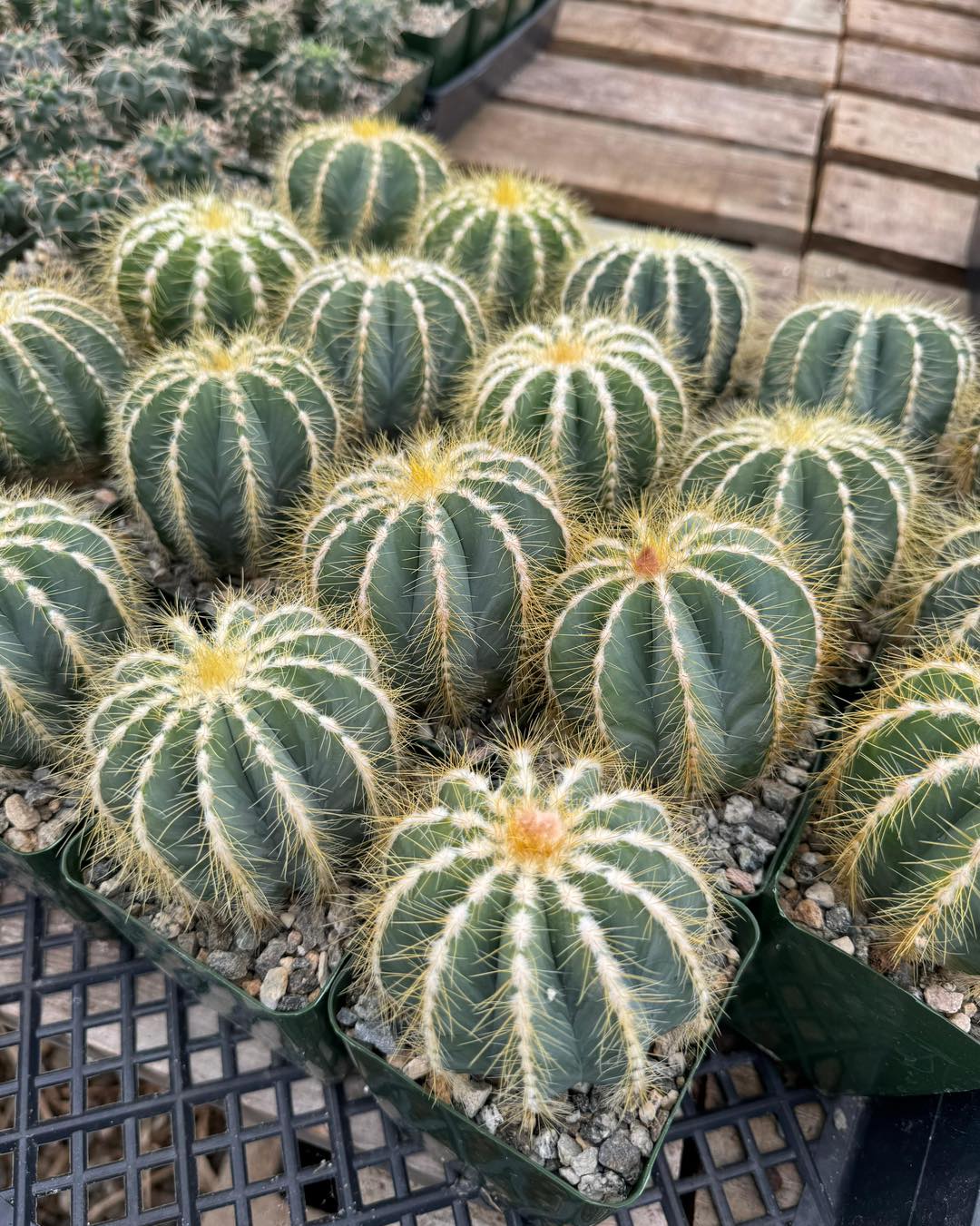 Notocactus magnificus