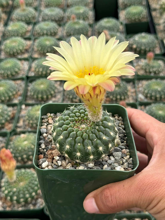 Notocactus concinnus var. Gerbalitoensis