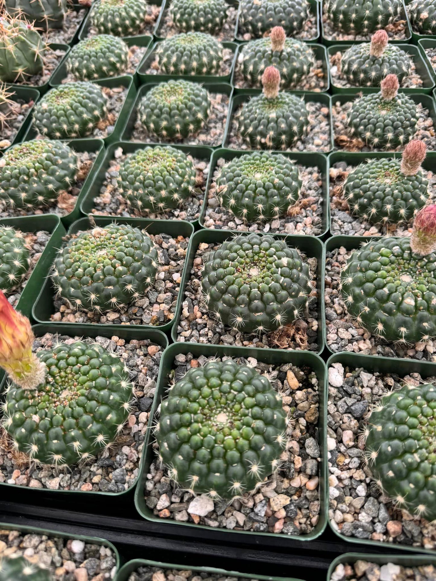 Notocactus concinnus var. Gerbalitoensis