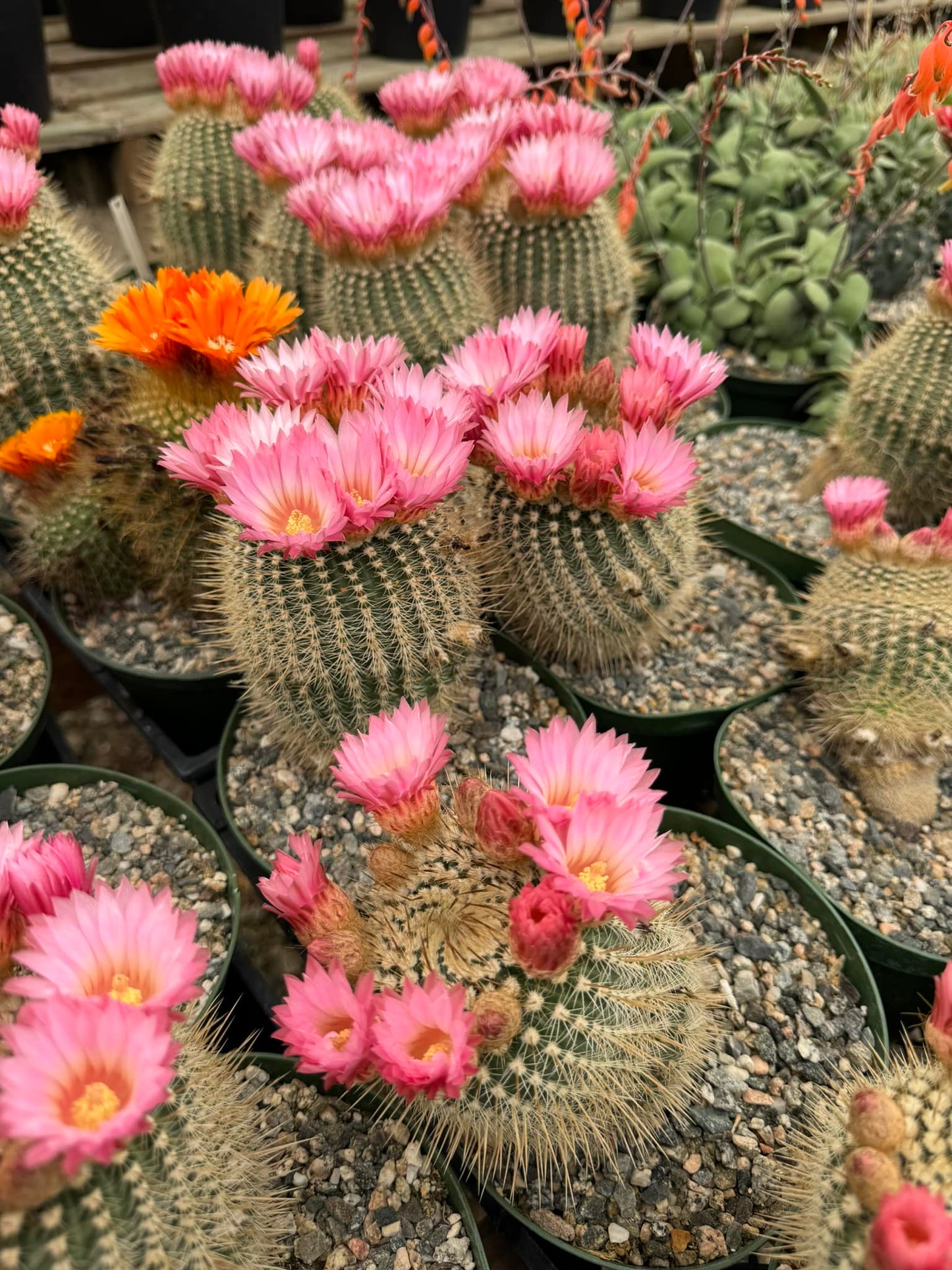 Notocactus gutierrezii