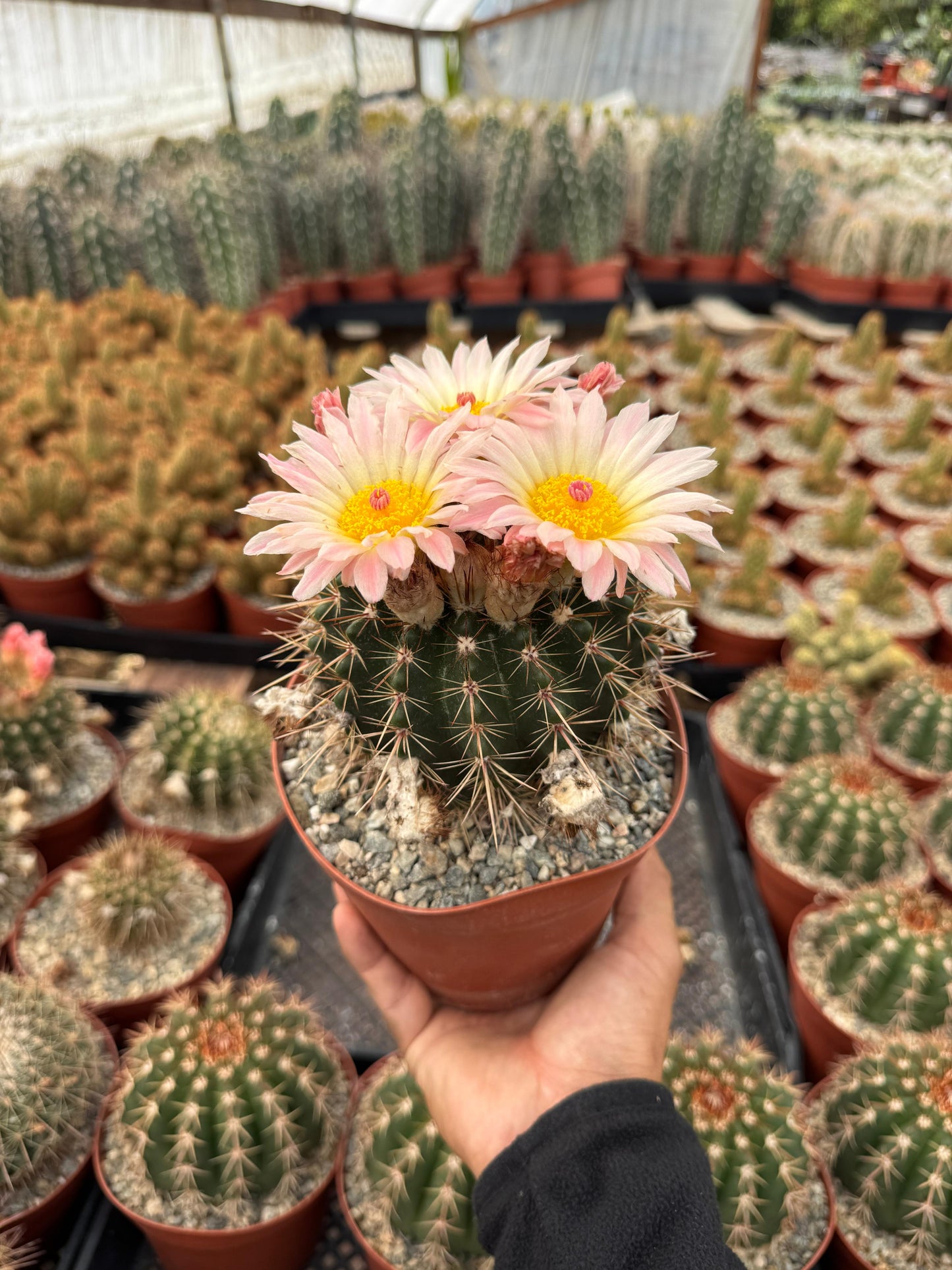 Notocactus Roseoluteus 6”