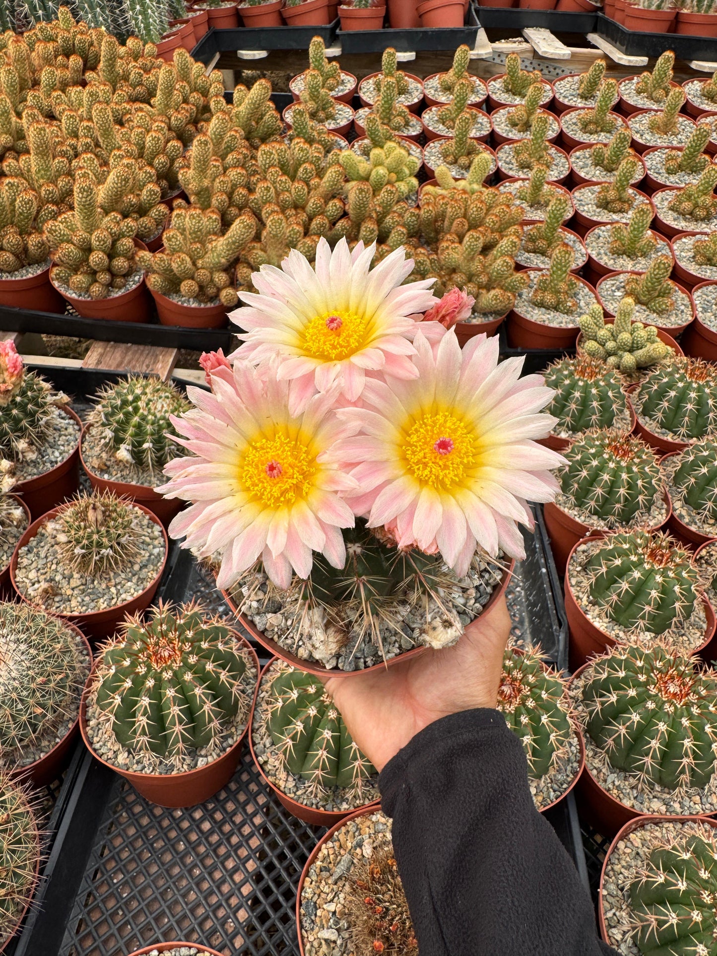 Notocactus Roseoluteus 6”