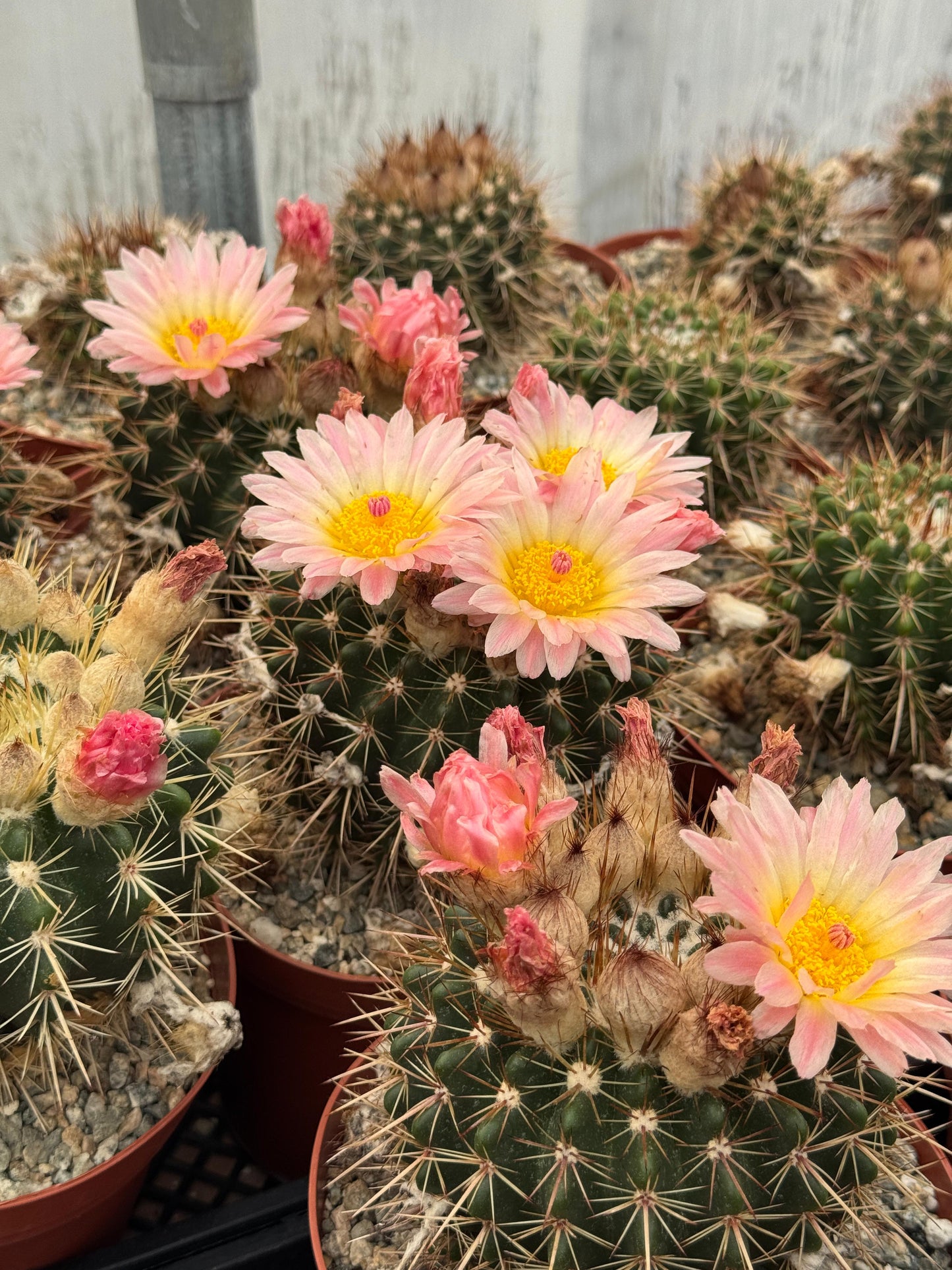 Notocactus Roseoluteus 6”
