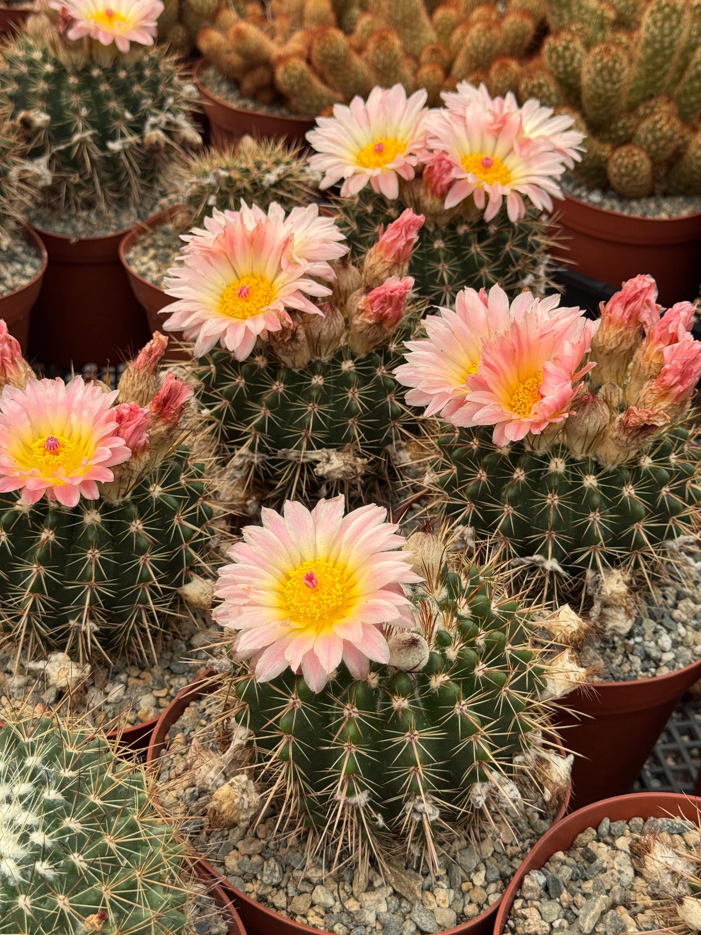 Notocactus Roseoluteus 6”