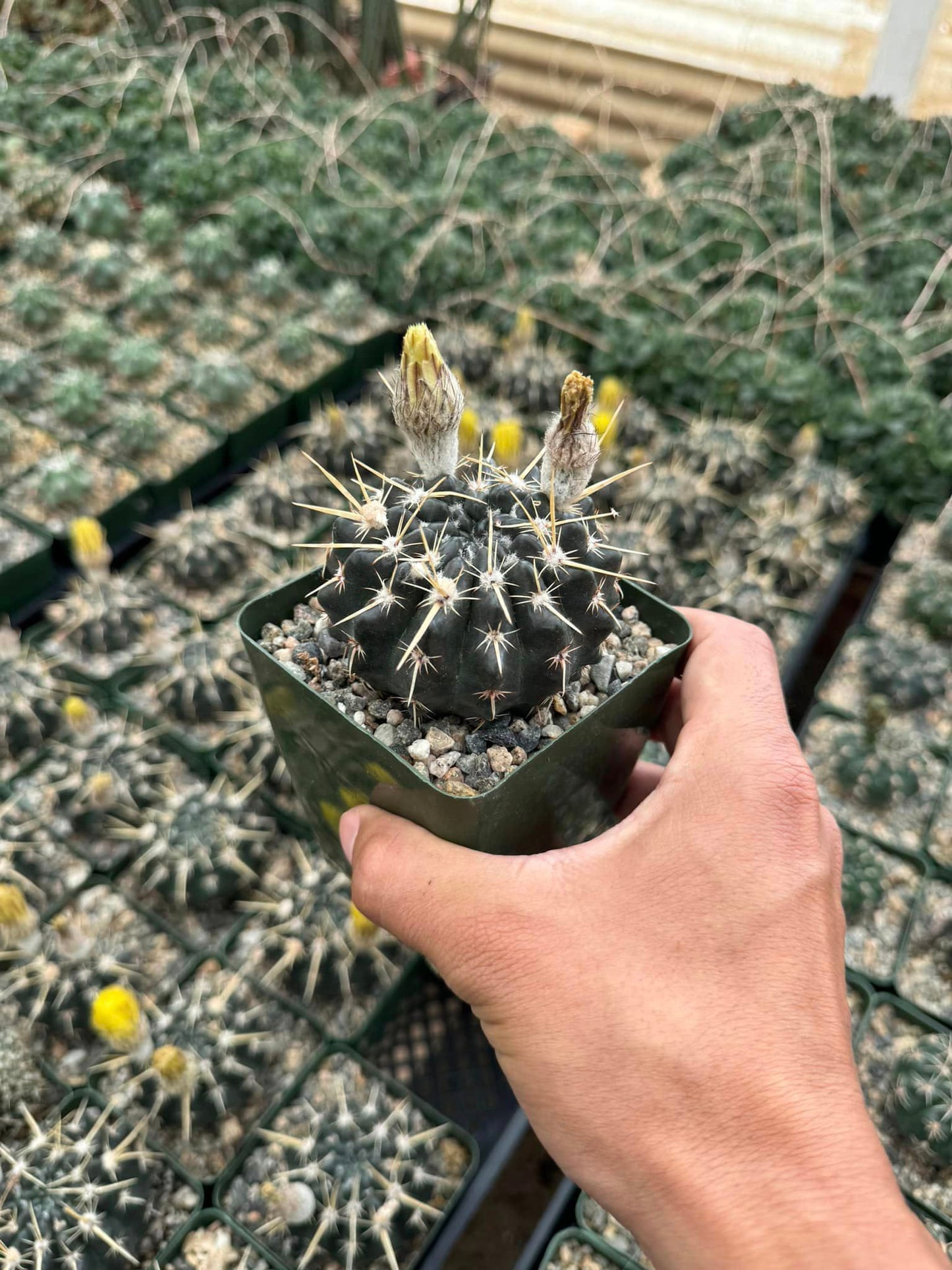 Notocactus tureckeianus