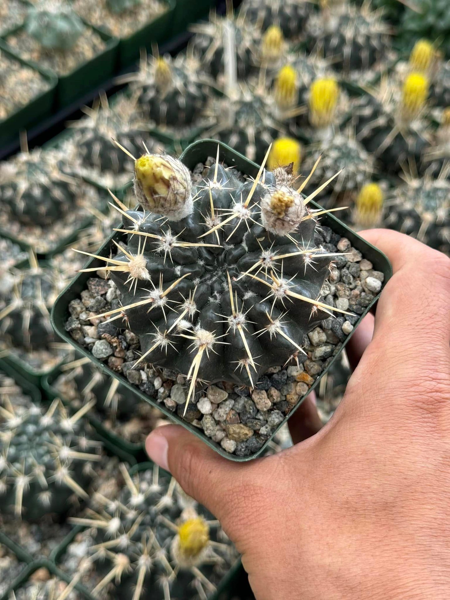 Notocactus tureckeianus