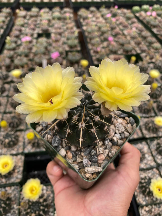 Notocactus tureckeianus