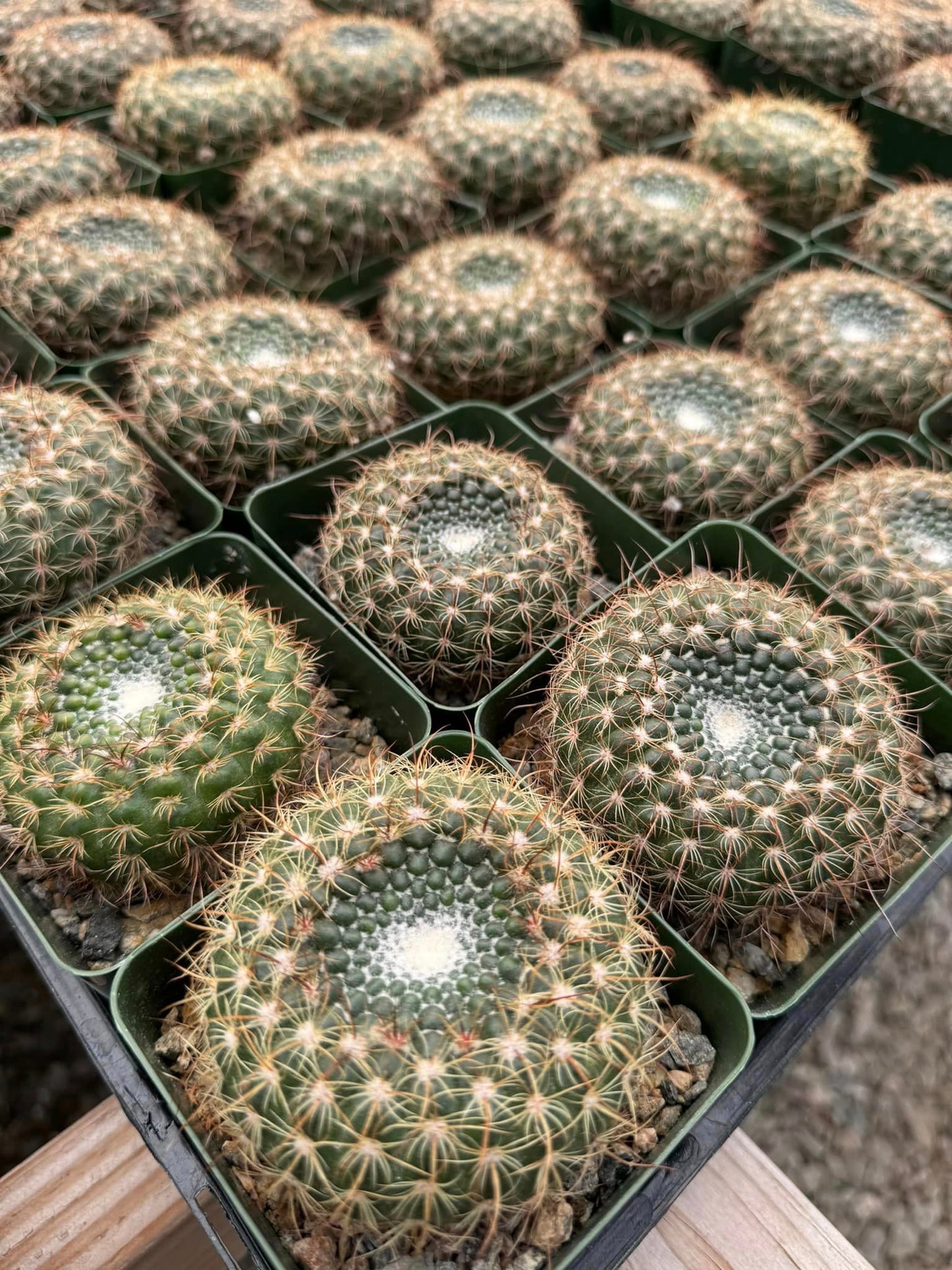 Notocactus apricus