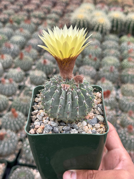 Notocactus buiningii