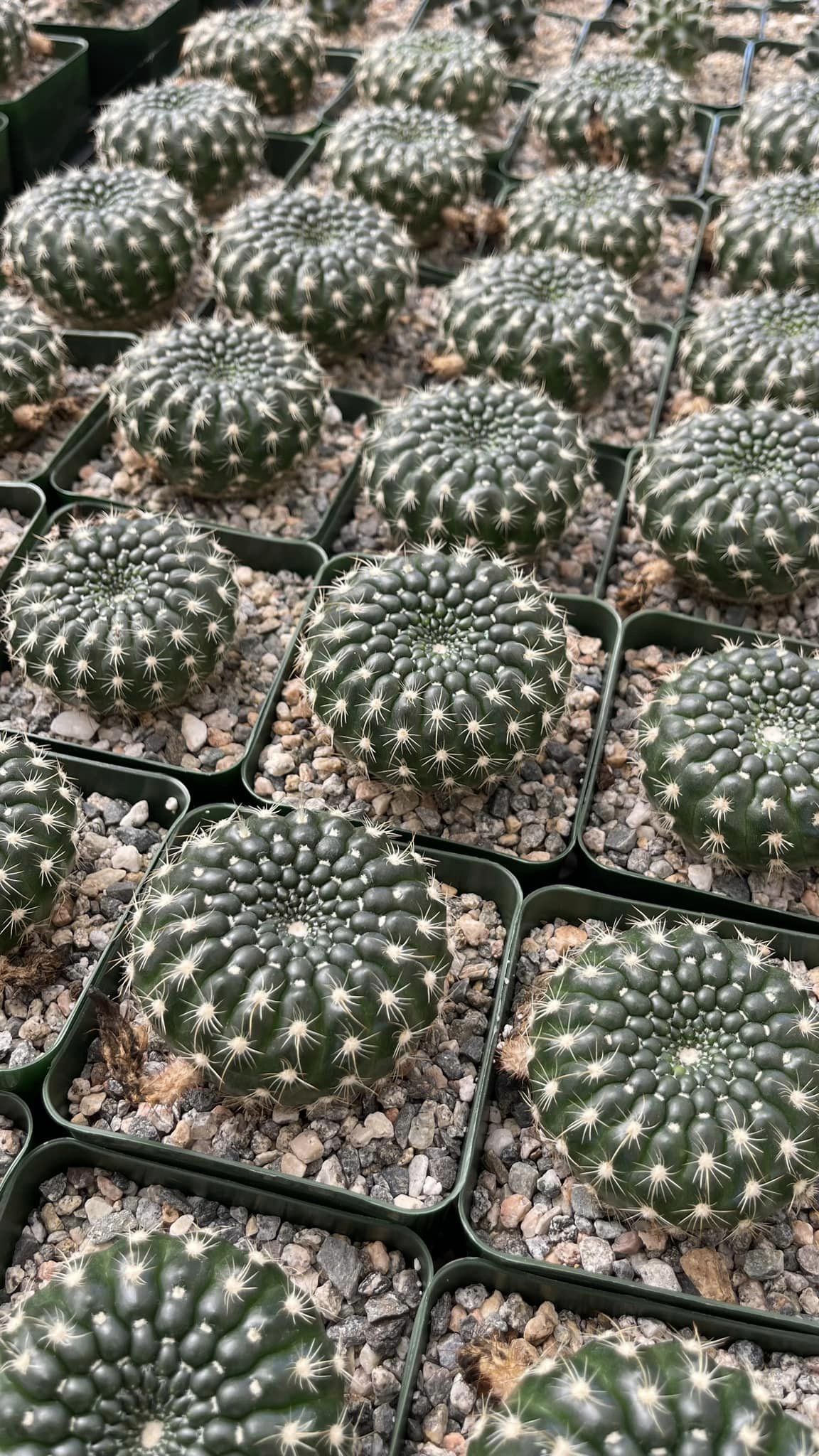 Notocactus concinnus var. Gerbalitoensis