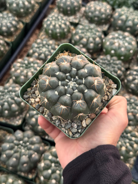 Notocactus crassigibbus