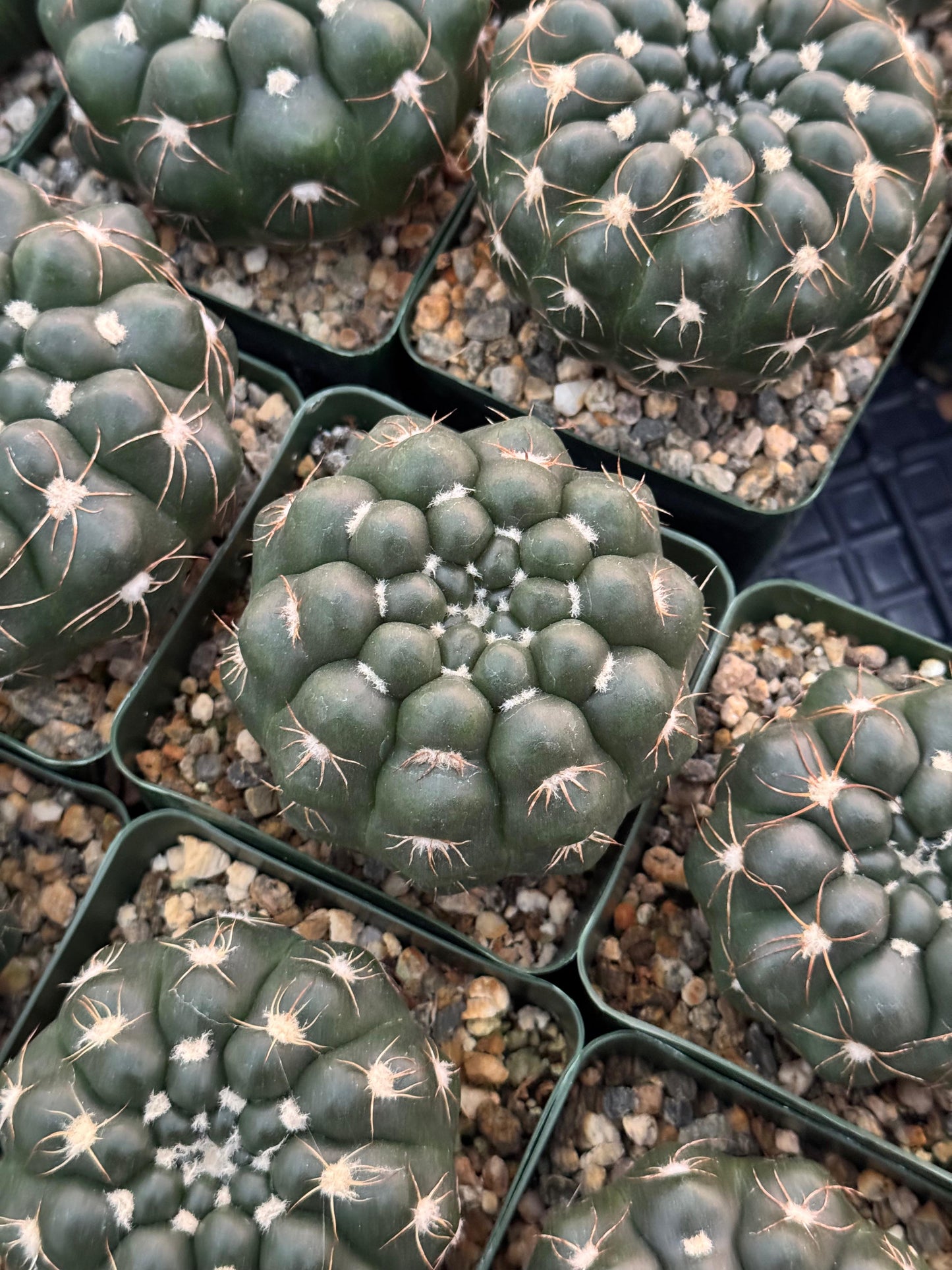 Notocactus crassigibbus