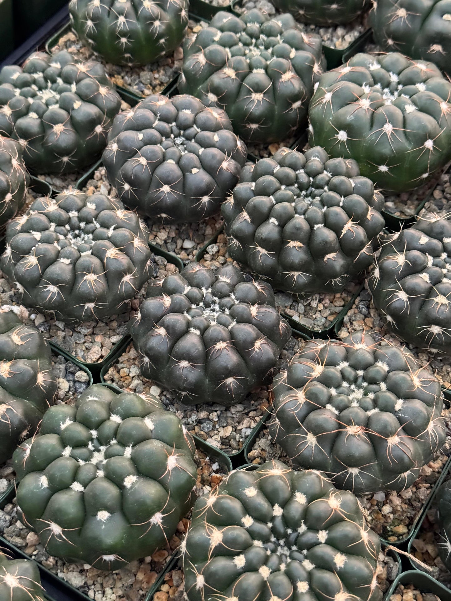 Notocactus crassigibbus