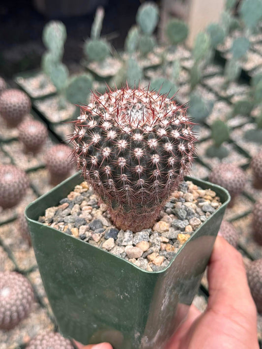 Notocactus erythracanthus