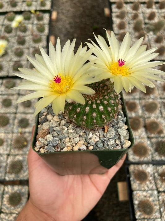 Notocactus ottonis var. Aigua